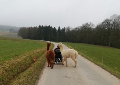 Rollstuhlfahrer Jörg die Alpakas gehen hinter ihm