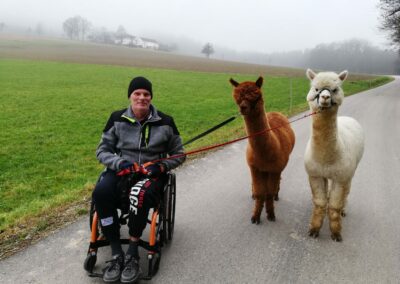 Rollstuhlfahrer Jörg führt unsere Alpaka Jungs
